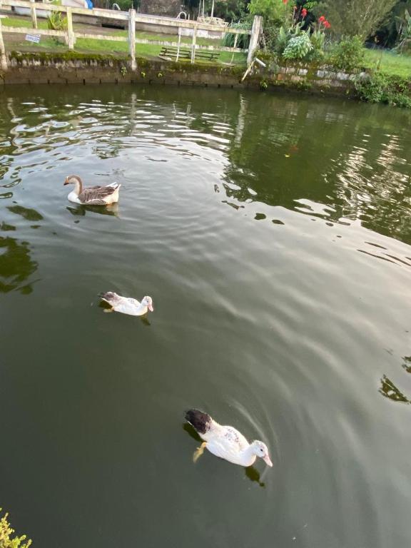 Patos no lago da pousada