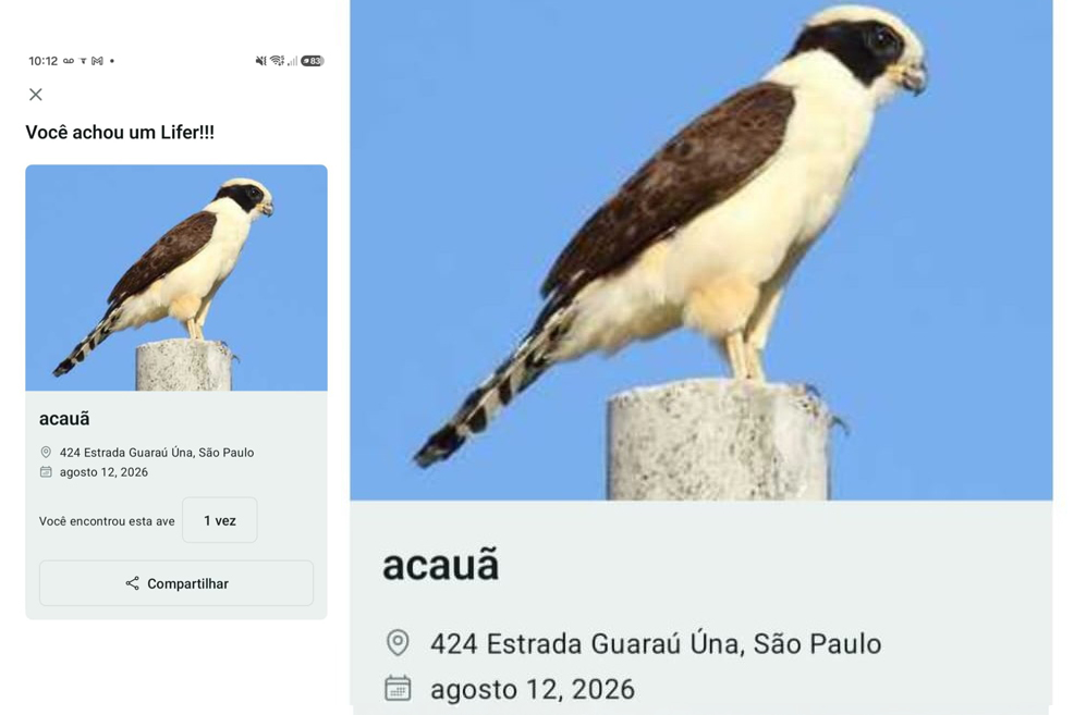 Print de tela do aplicativo Merlin Bird ID mostrando o registro de uma acauã como lifer
