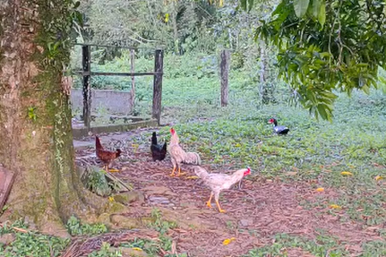 Galinhas e galos ciscando no jardim da pousada, à sombra de uma árvore