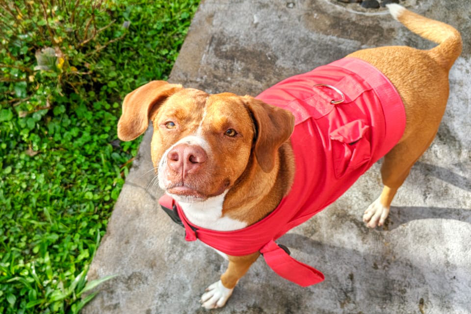 Tobias, o pitbull da pousada, deitado e descansando