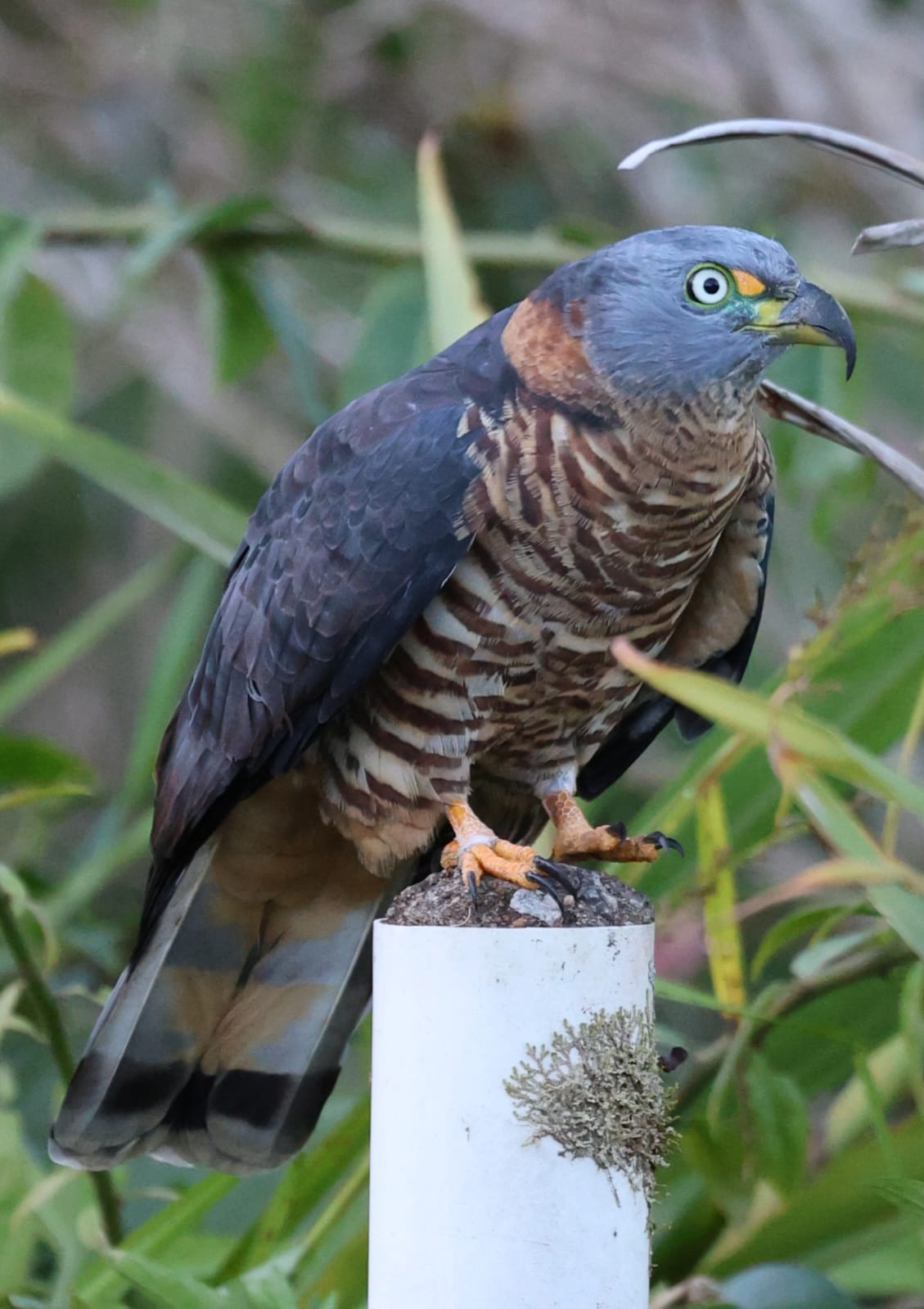 Gavião-carijó fotografado na propriedade
