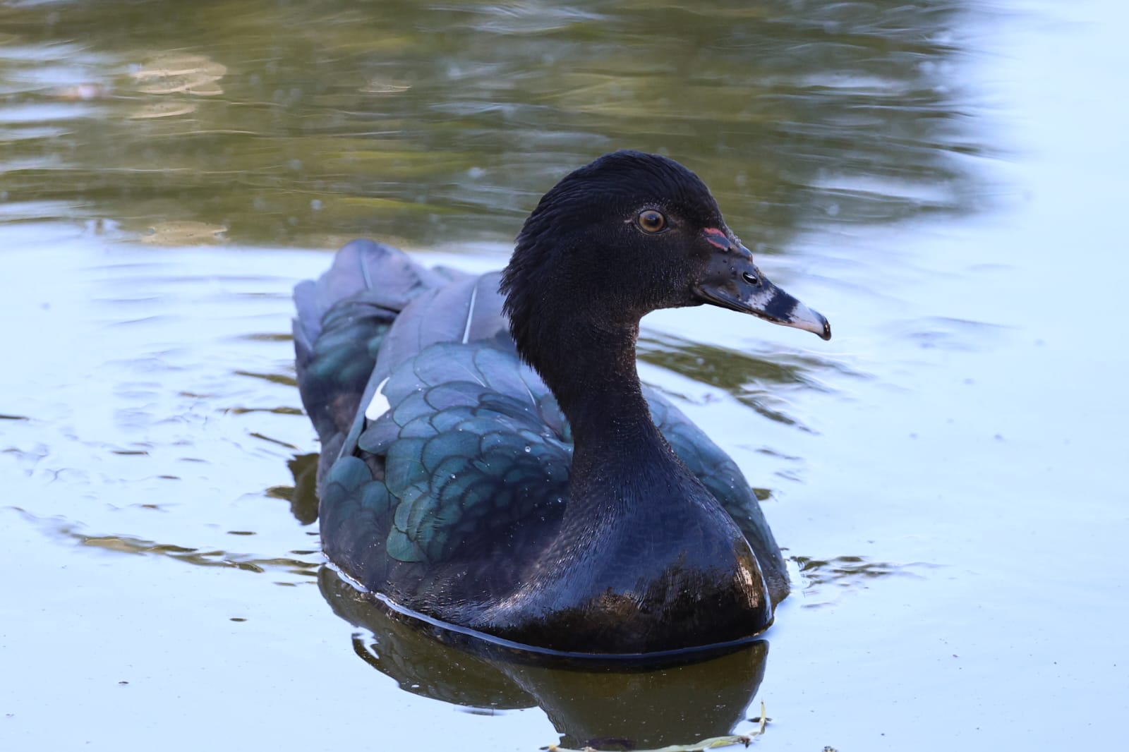 Pato-do-mato fotografado na propriedade