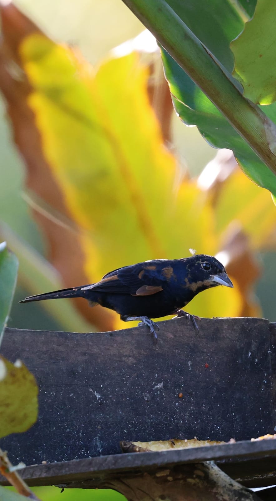 Tiê-preto fotografado na propriedade